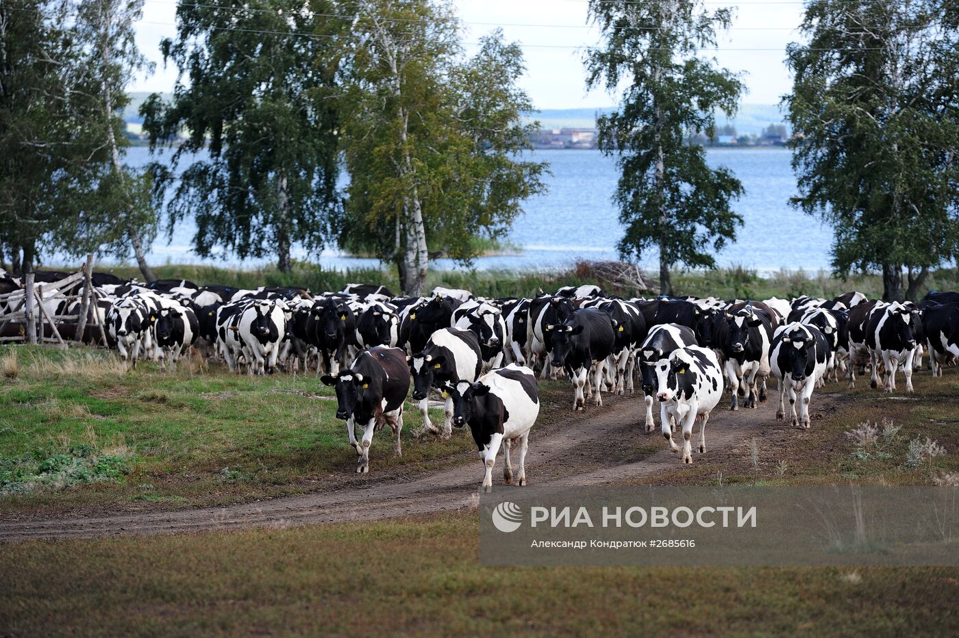 Полевая ферма в Челябинской области