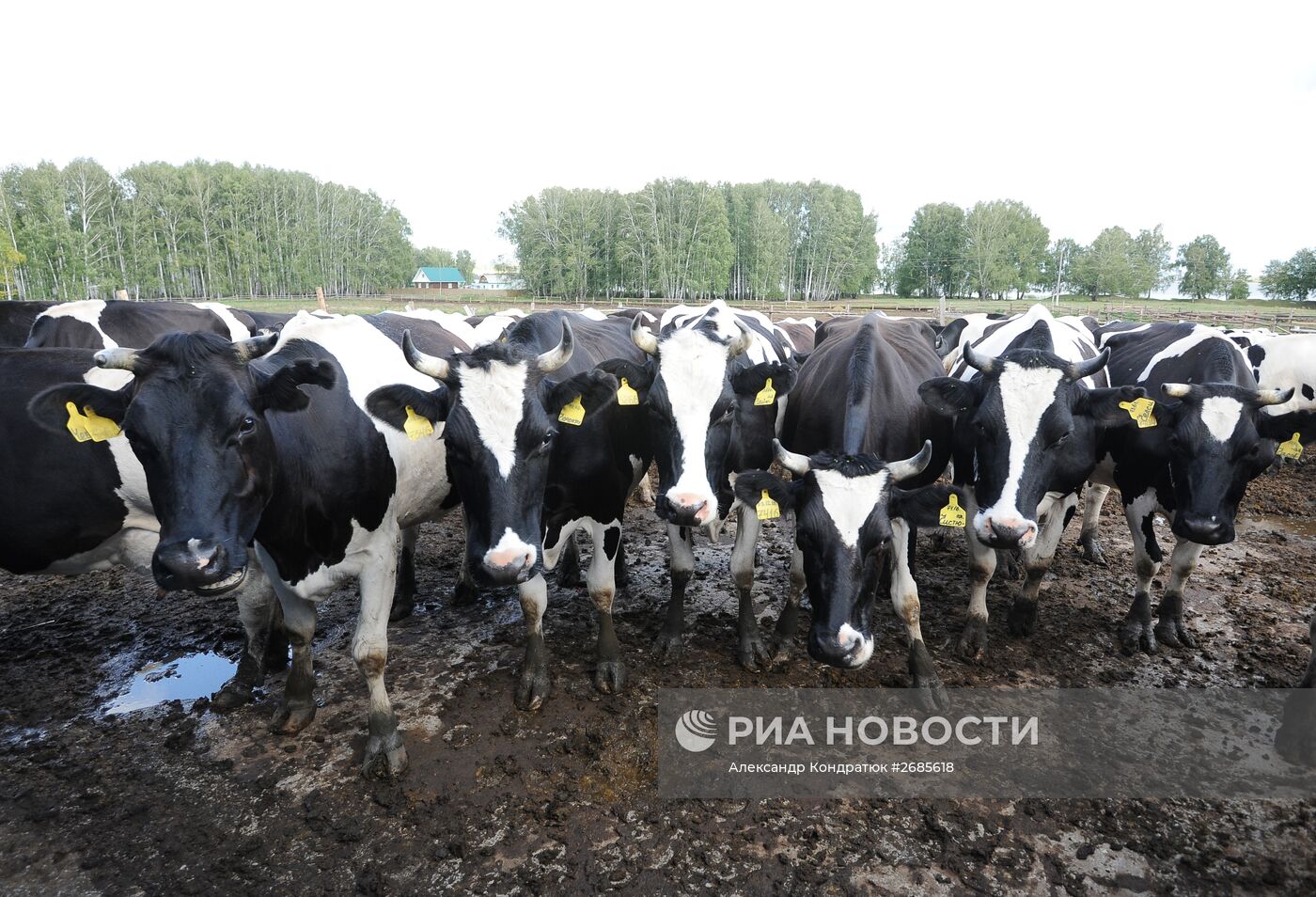 Полевая ферма в Челябинской области