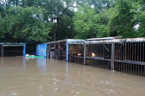 Уссурийский зоопарк после наводнения
