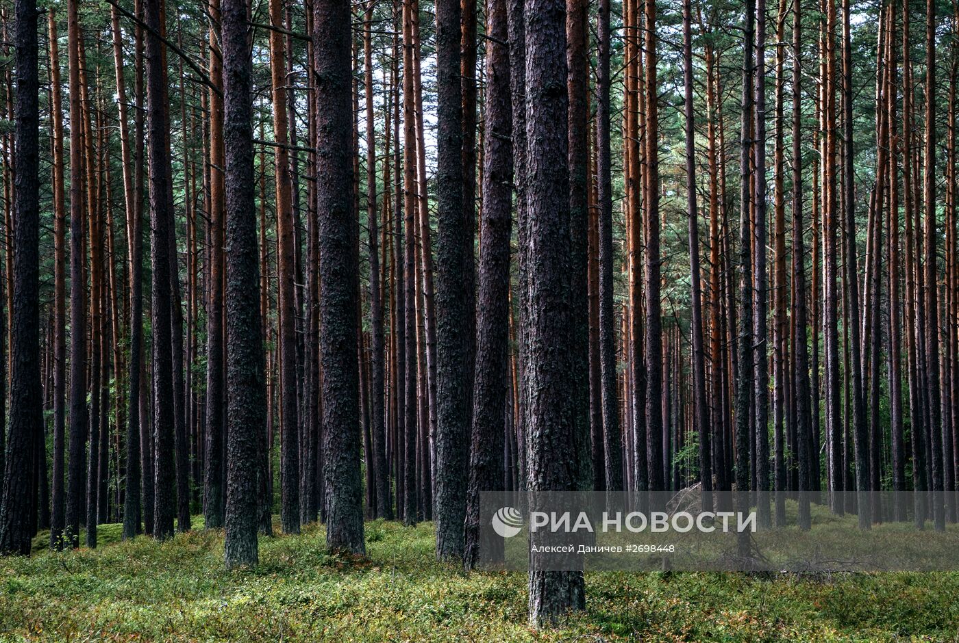 Природный заказник "Березовые острова" на Финском заливе