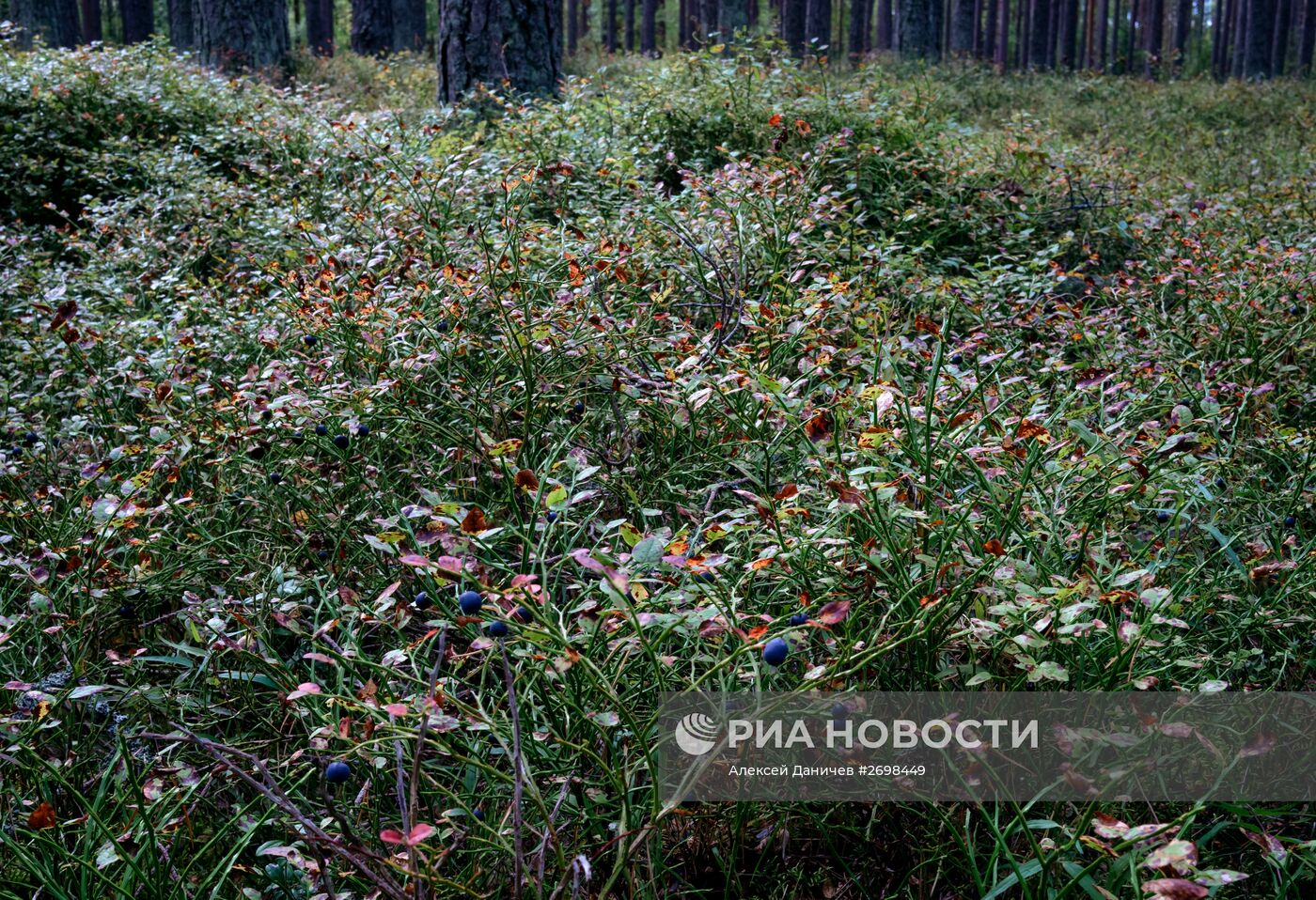 Природный заказник "Березовые острова" на Финском заливе