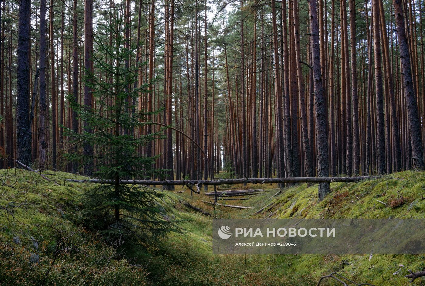 Природный заказник "Березовые острова" на Финском заливе