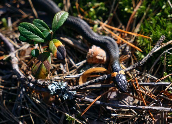 Природный заказник "Березовые острова" на Финском заливе
