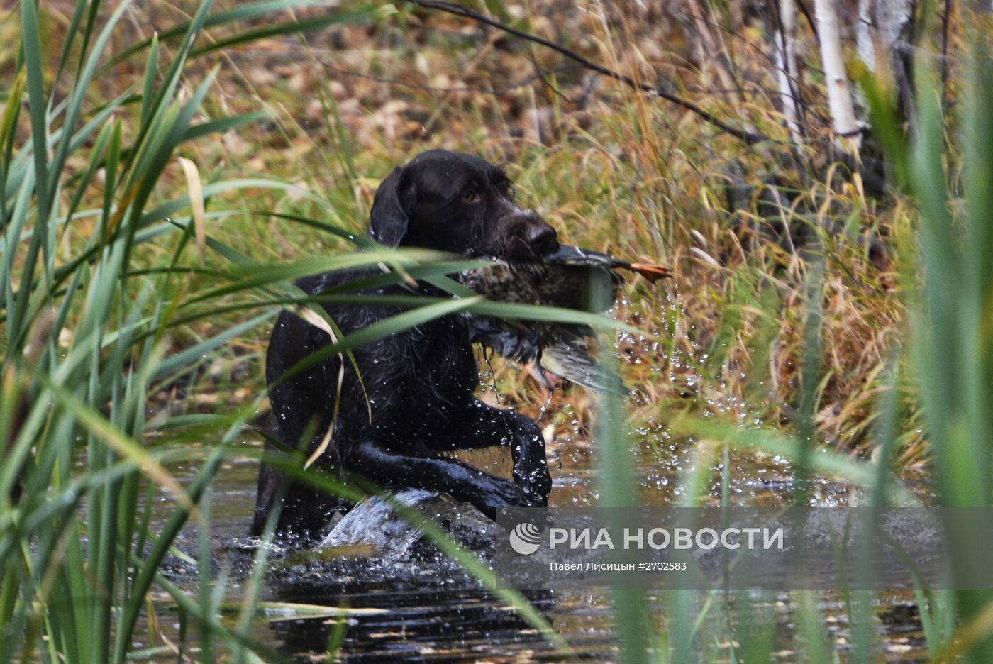 Комплексные состязания подружейных собак памяти Р.Калашникова