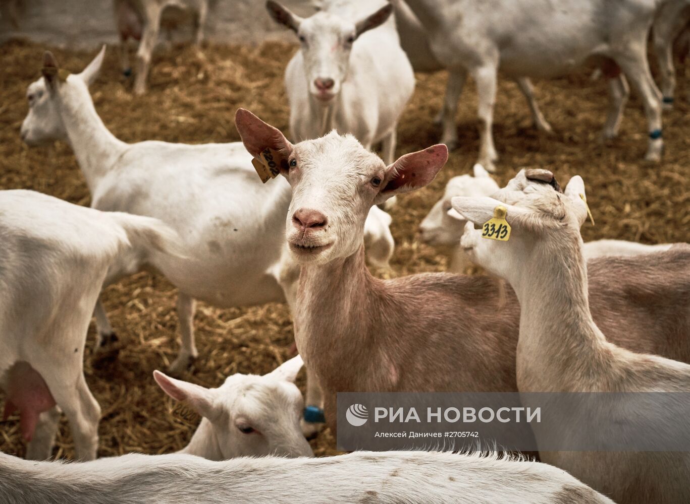 Производство козьего сыра на заводе "Приневское" в Ленинградской области