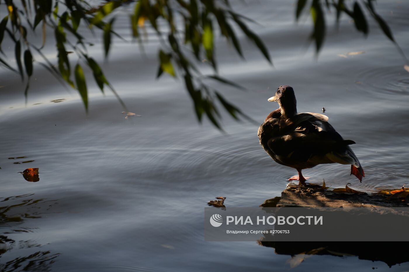 Теплая погода в Москве