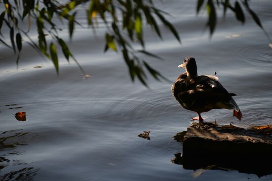 Теплая погода в Москве