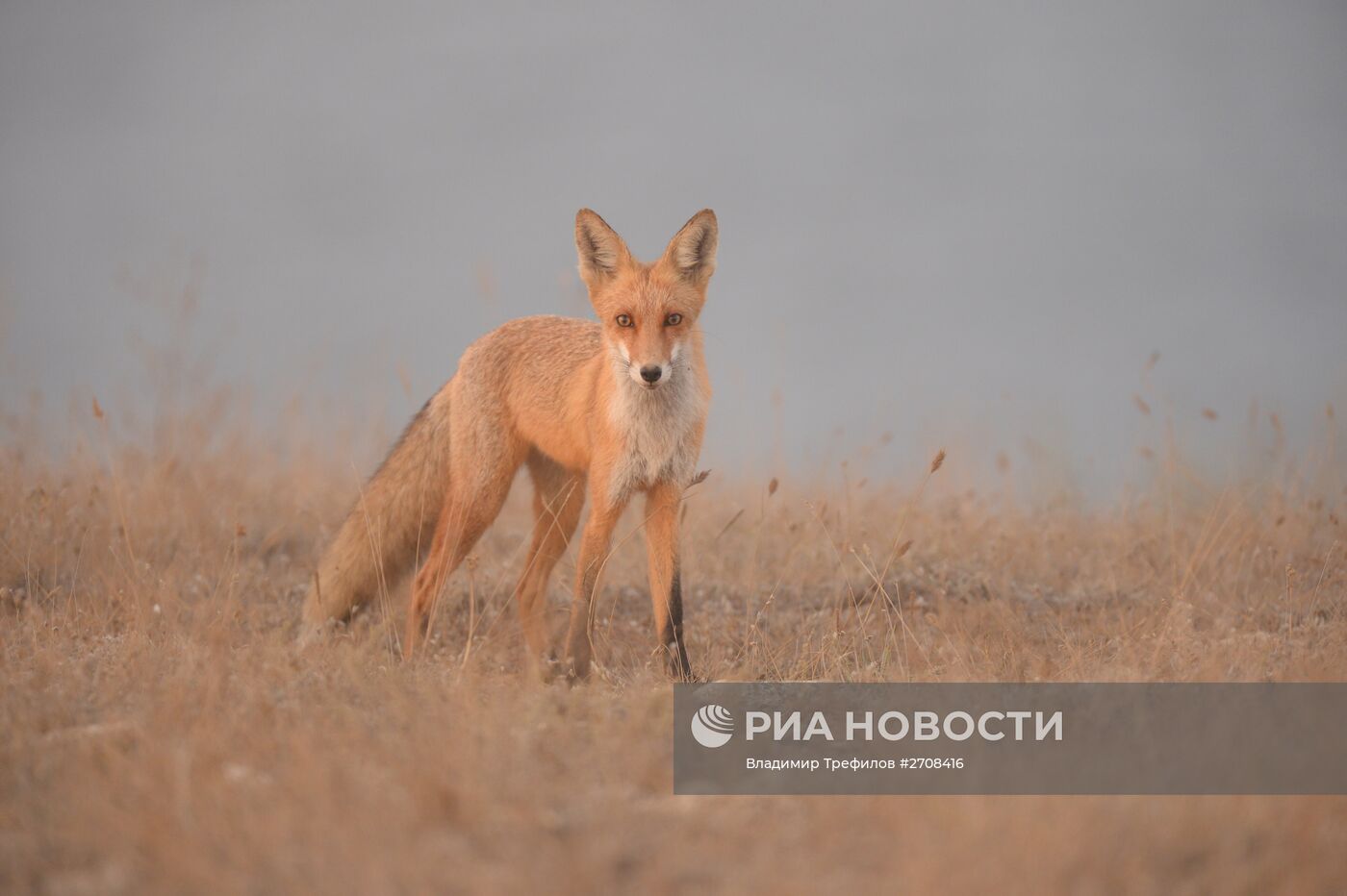 Регионы России. Крым