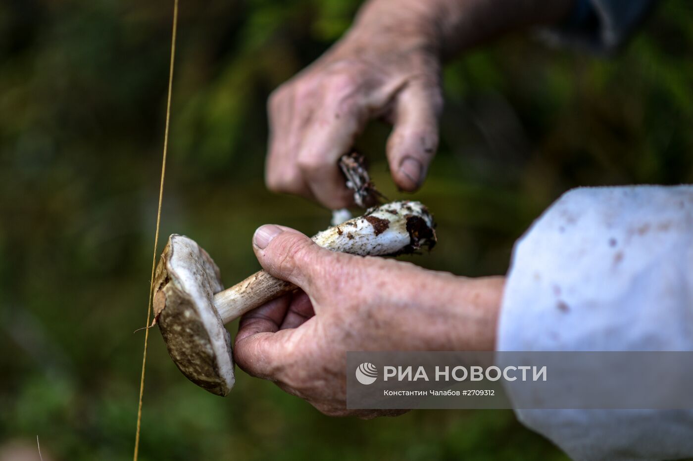 Сбор грибов в Новгородской области