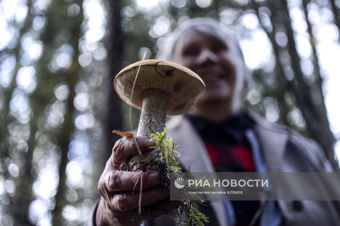 Сбор грибов в Новгородской области