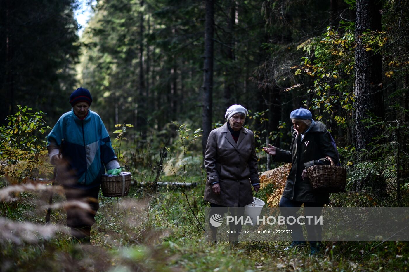 Сбор грибов в Новгородской области