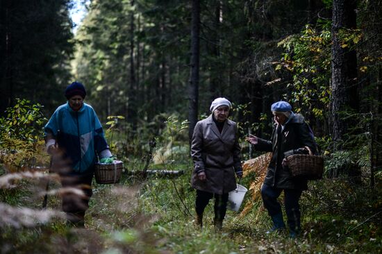 Сбор грибов в Новгородской области