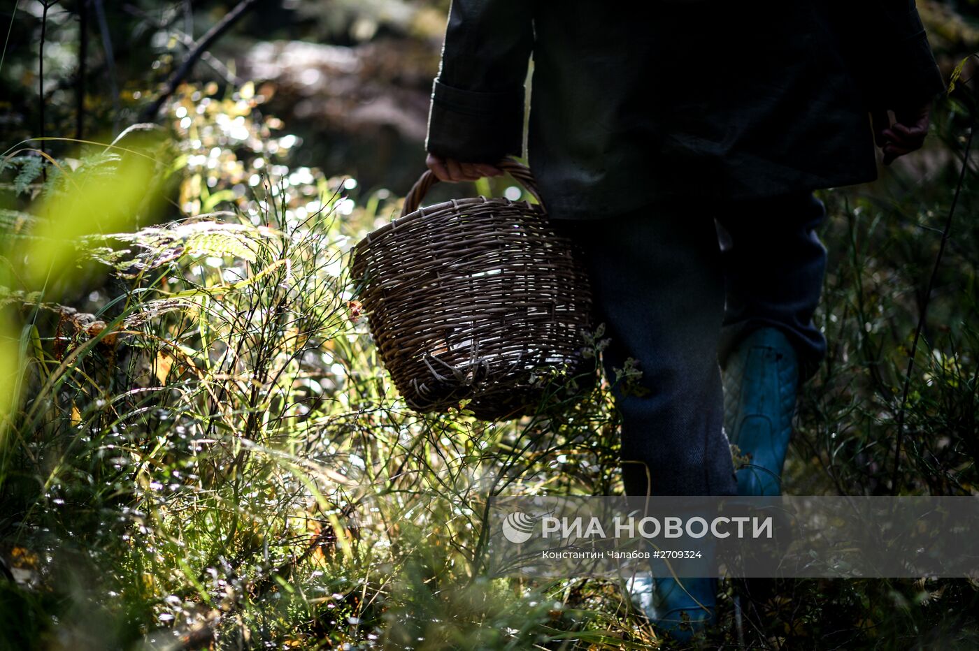 Сбор грибов в Новгородской области