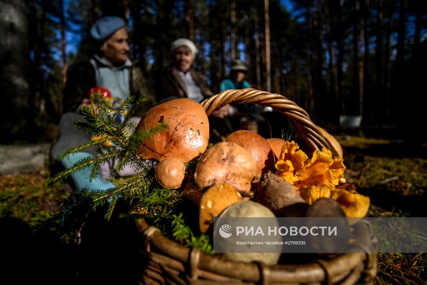 Сбор грибов в Новгородской области