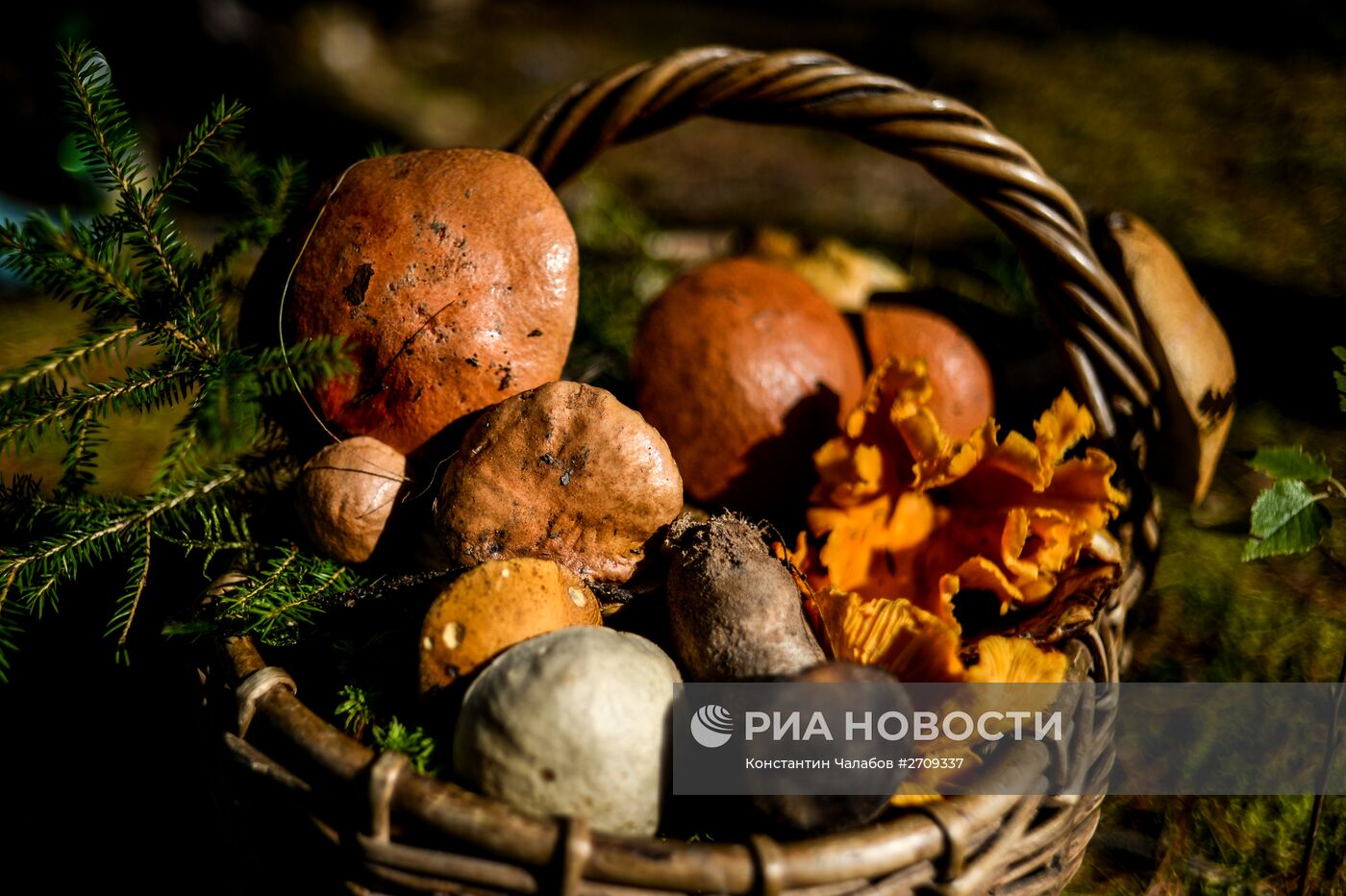 Сбор грибов в Новгородской области