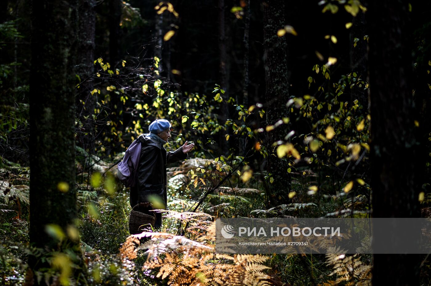 Сбор грибов в Новгородской области