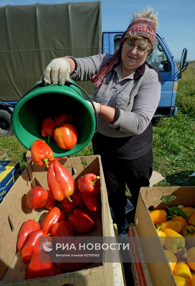 Сбор урожая овощей в Приморском крае