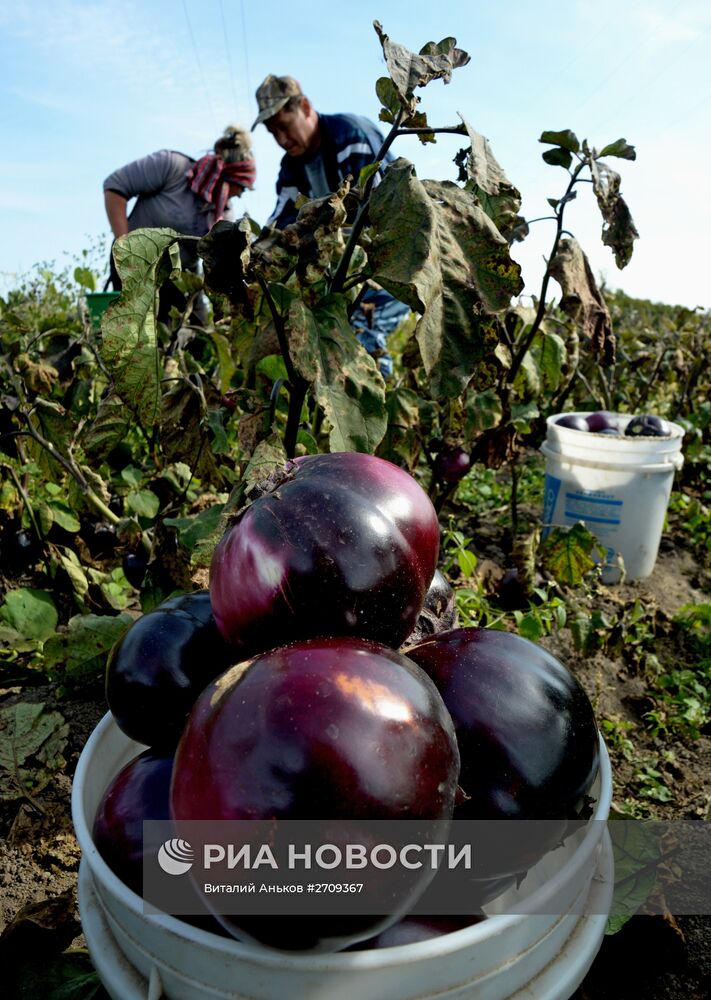 Сбор урожая овощей в Приморском крае