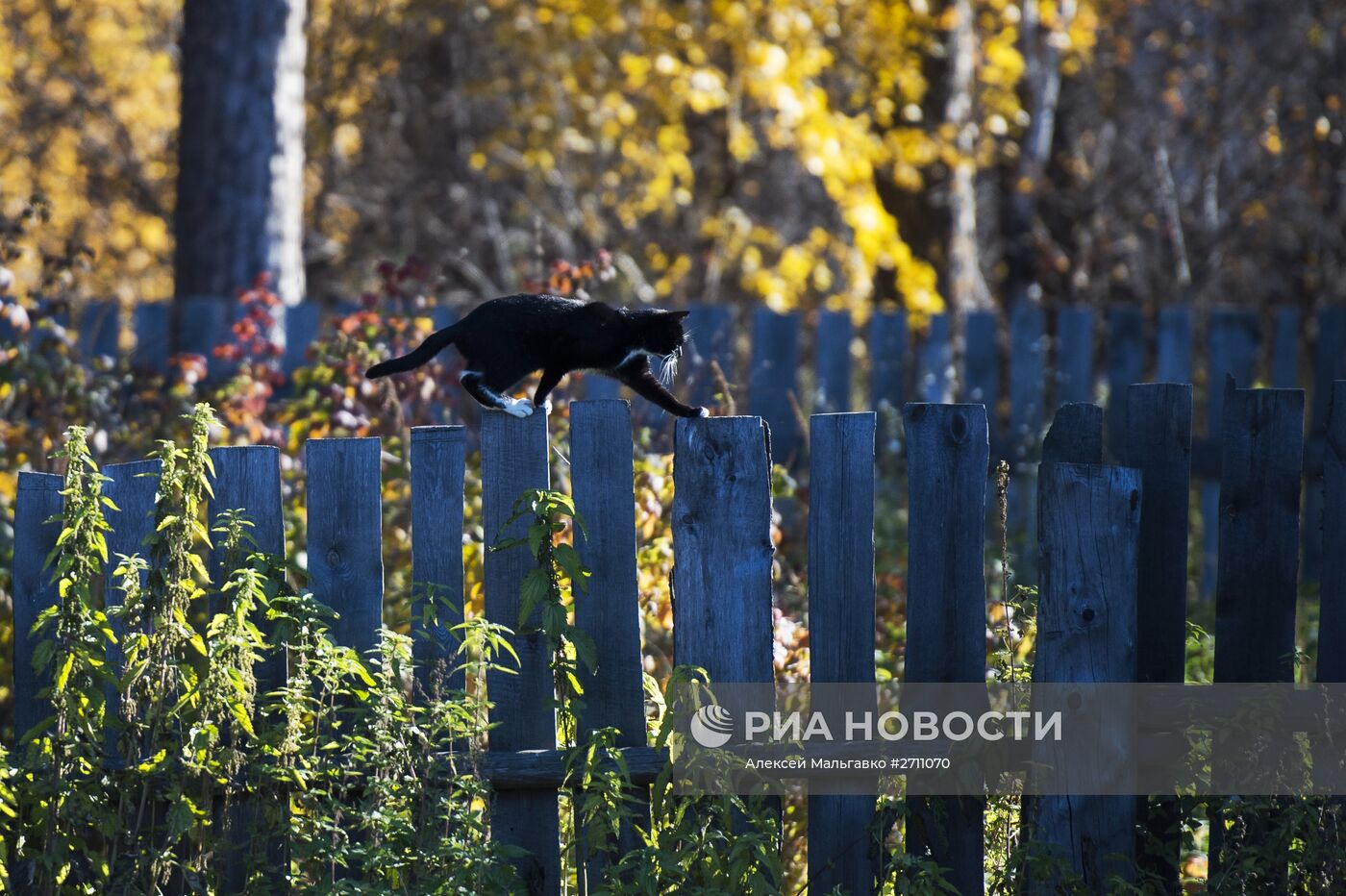 Осень в Омской области