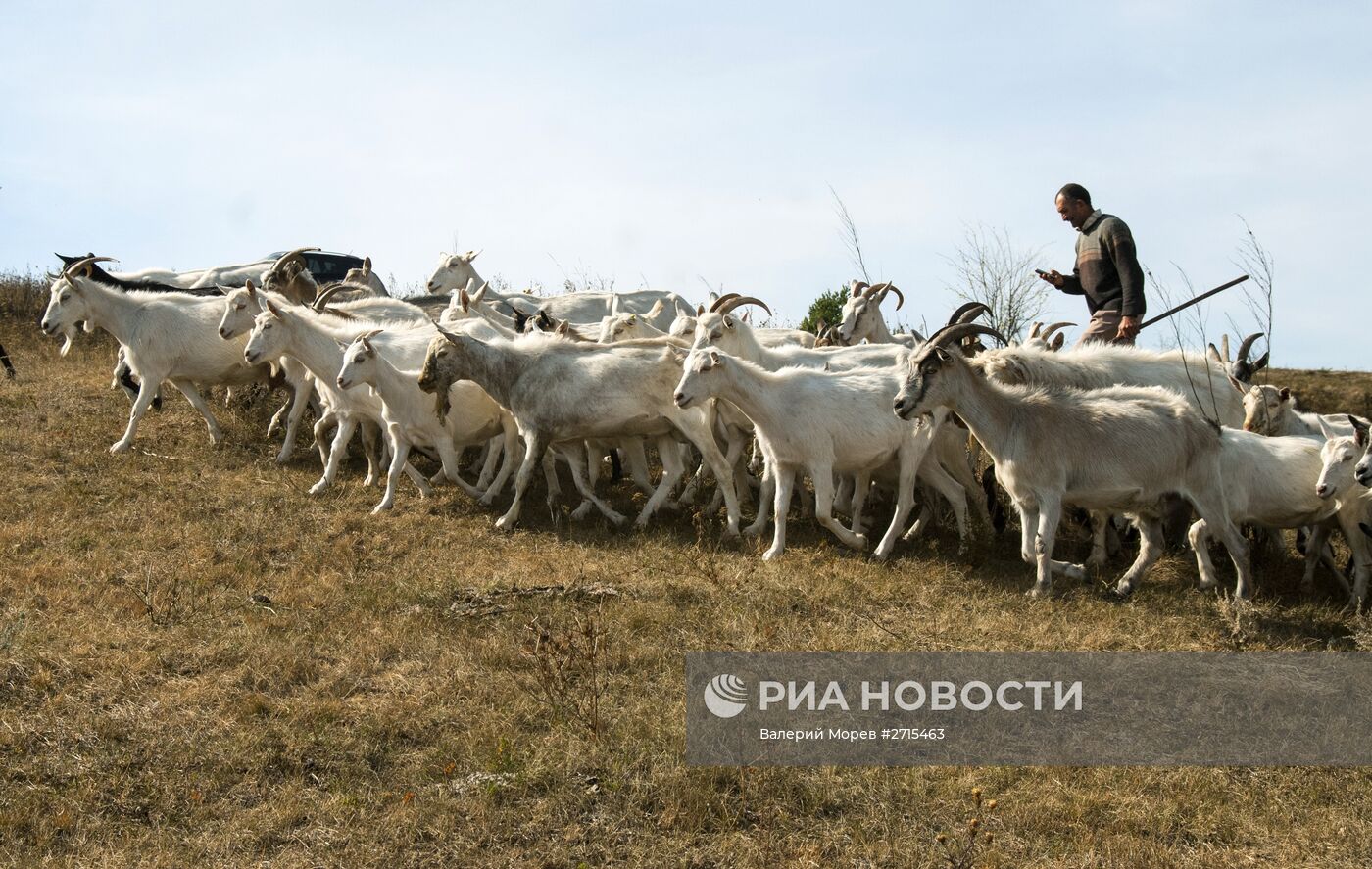 Фермерское хозяйство "Альфа" в Белгородской области