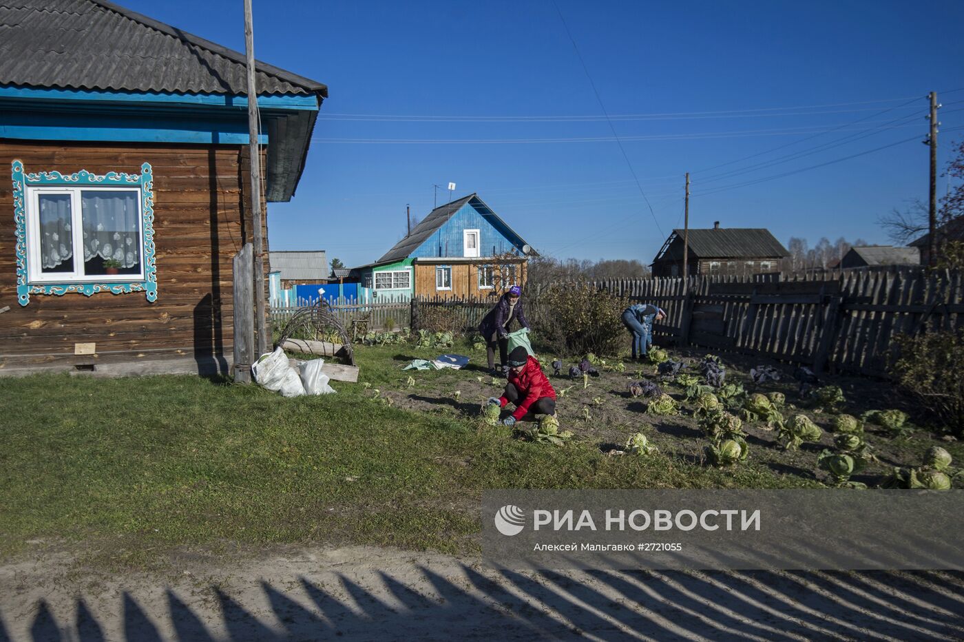 Засолка капусты на зиму в Омской области