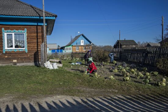 Засолка капусты на зиму в Омской области
