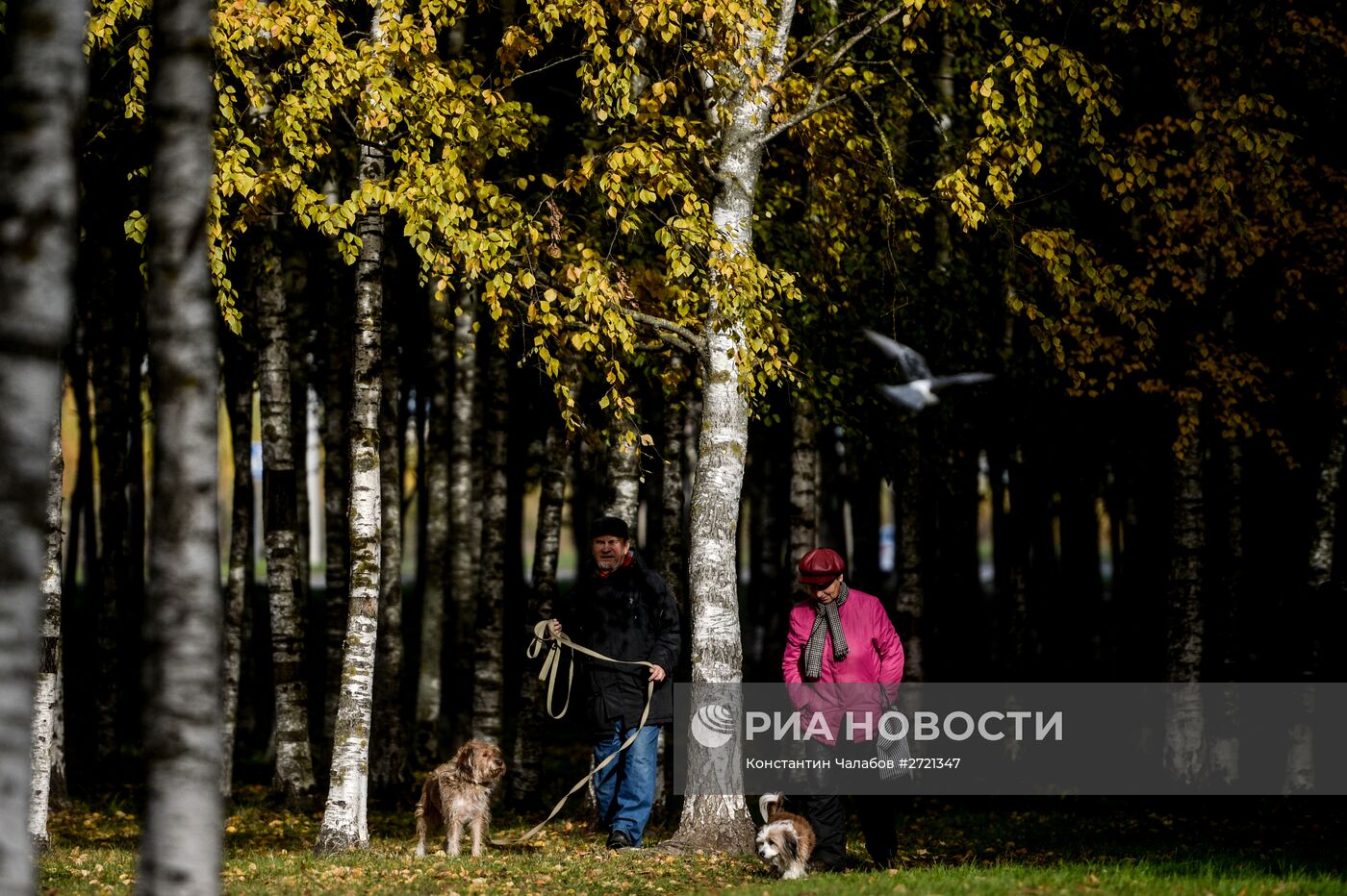 Золотая осень в Великом Новгороде