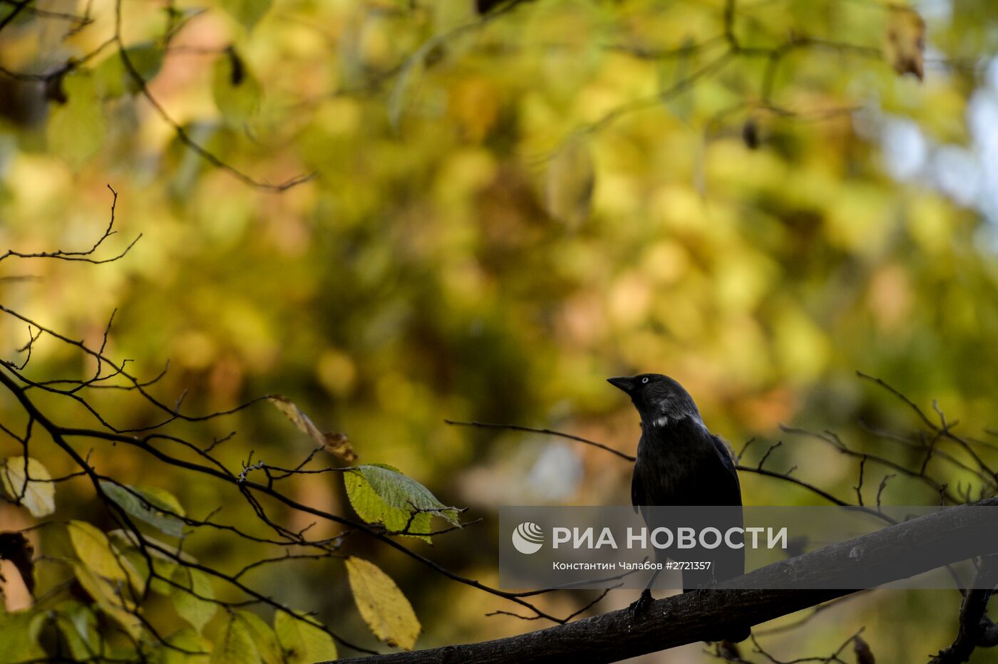 Золотая осень в Великом Новгороде