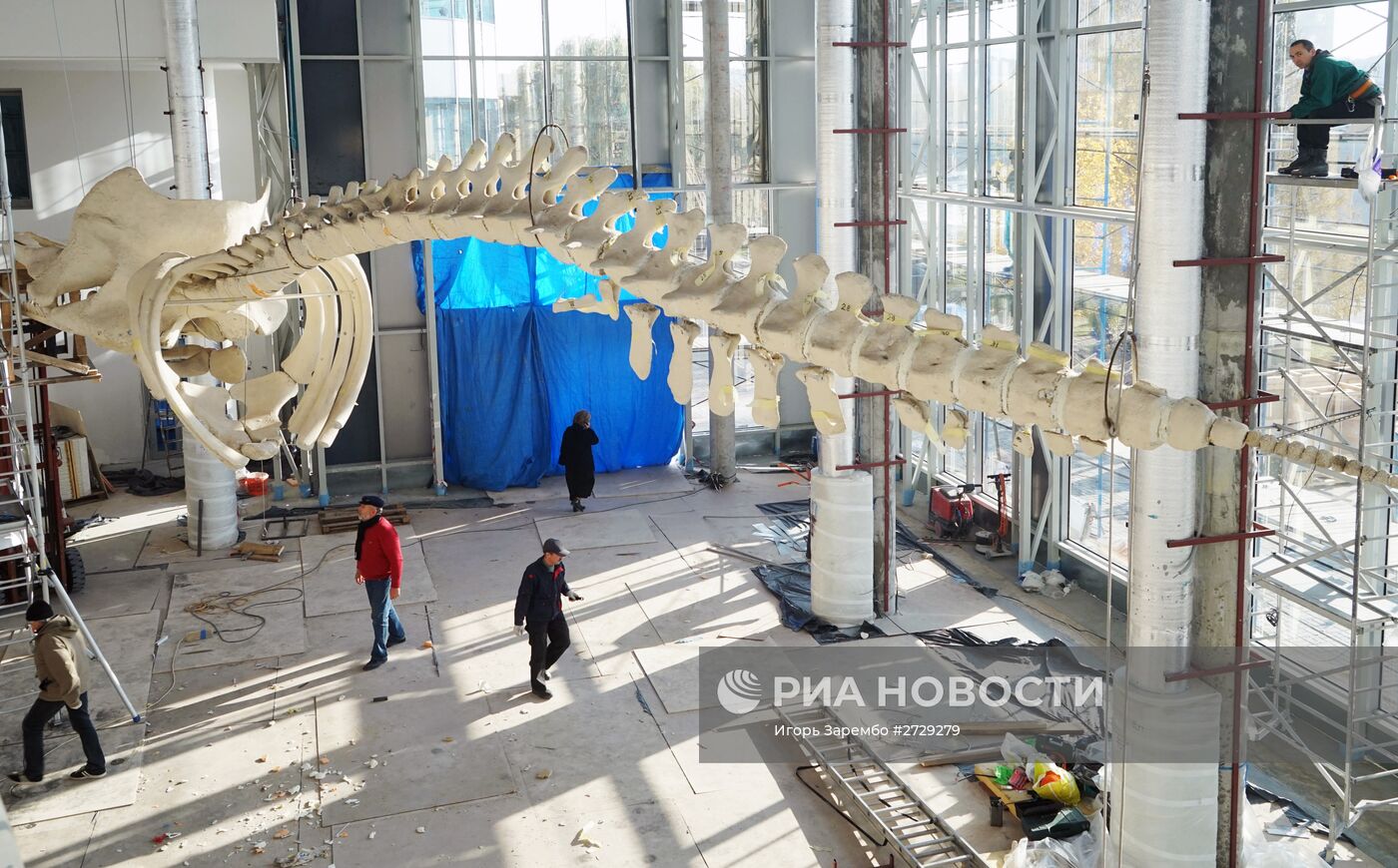 Калининградские музейщики приступили к монтажу скелета кашалота