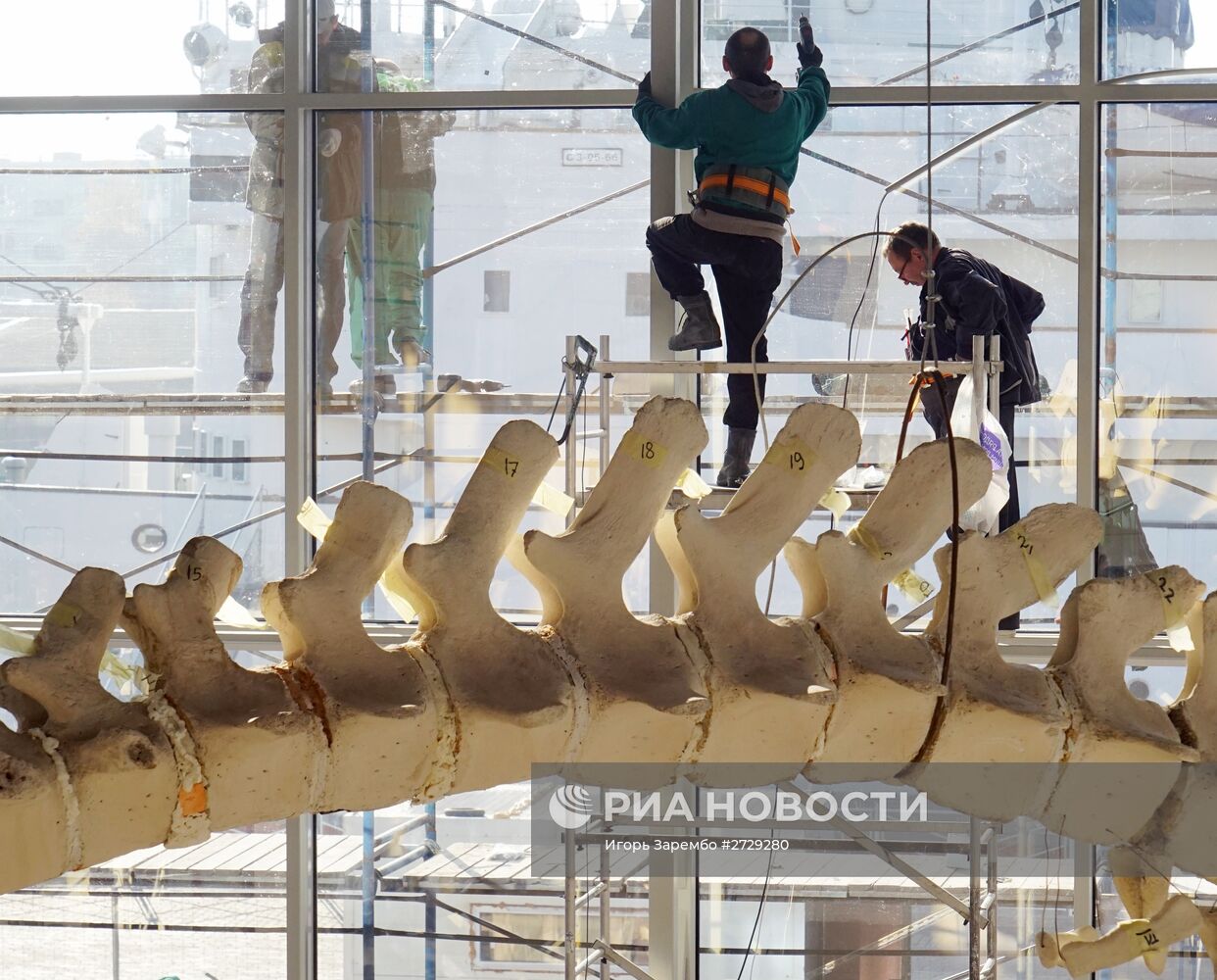 Калининградские музейщики приступили к монтажу скелета кашалота