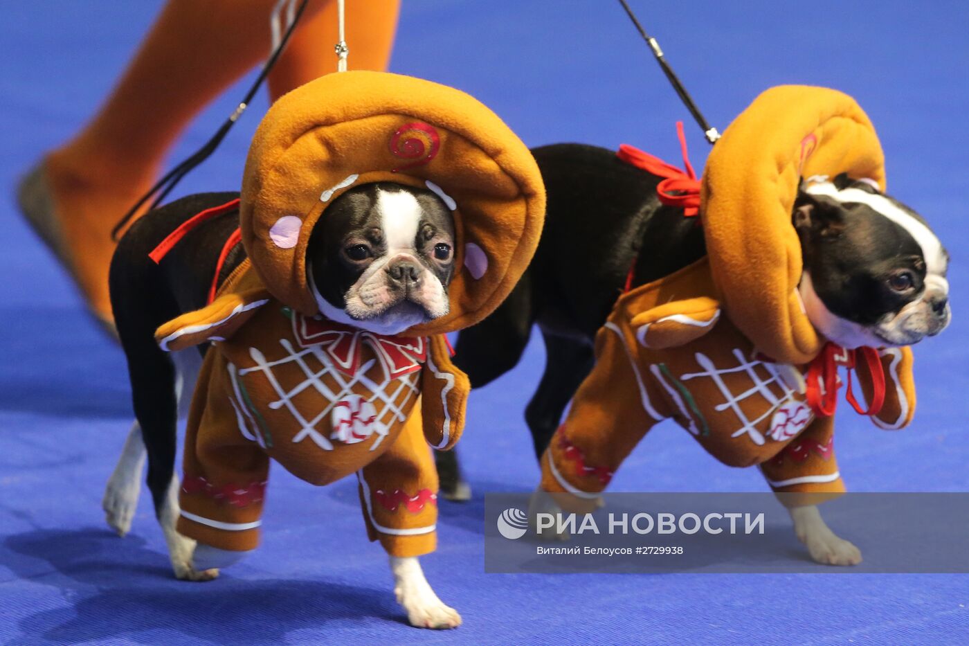 Международная выставка собак "Россия-2015"