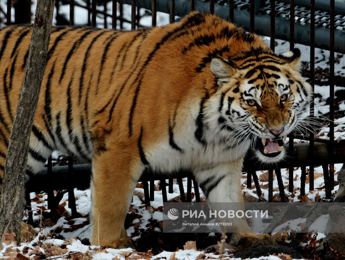 Амурские тигры в Приморском сафари-парке