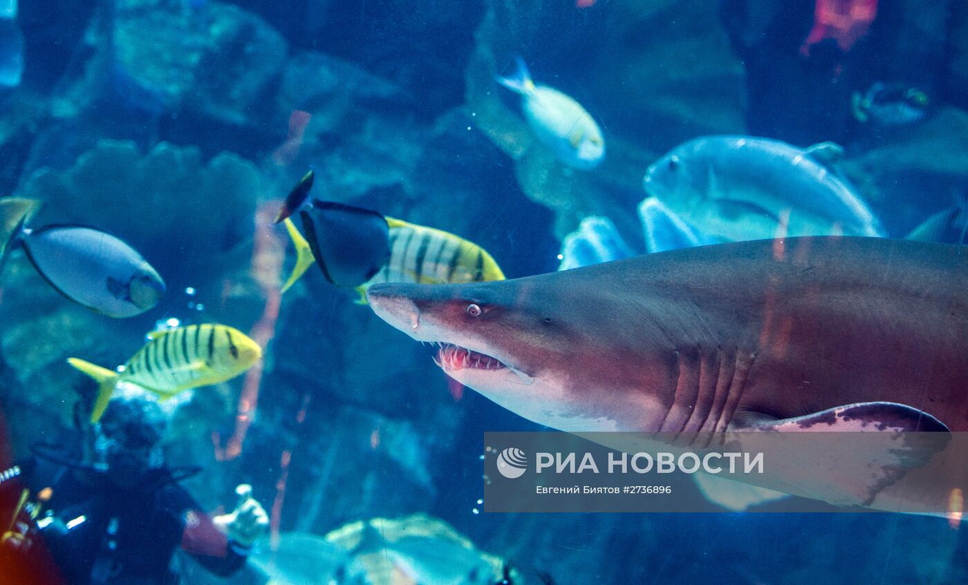 Дубайский Океанариум и подводный зоопарк