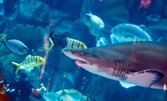 Дубайский Океанариум и подводный зоопарк