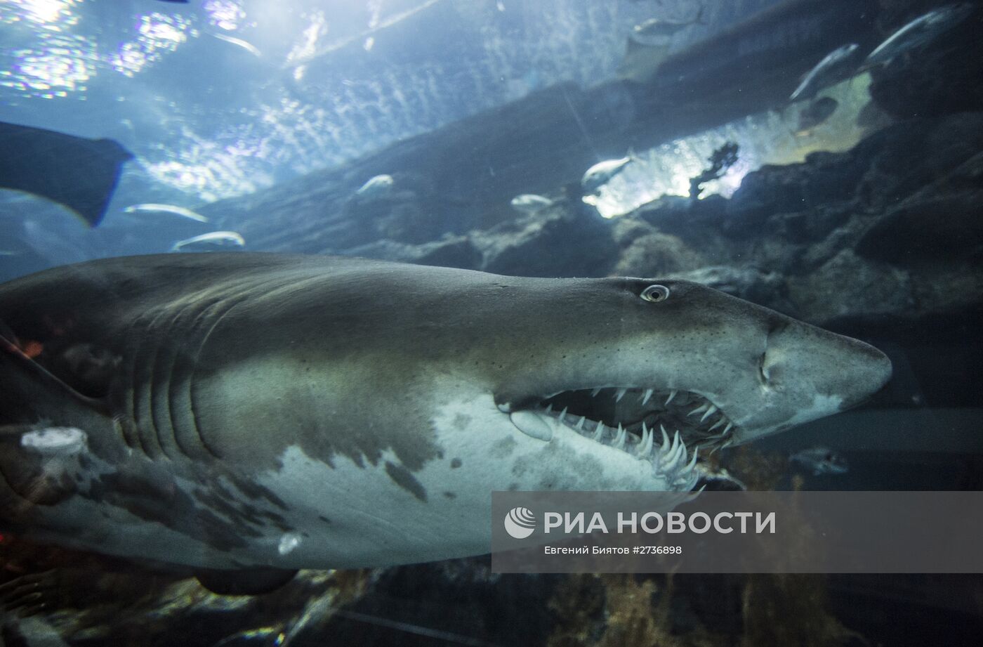 Дубайский Океанариум и подводный зоопарк