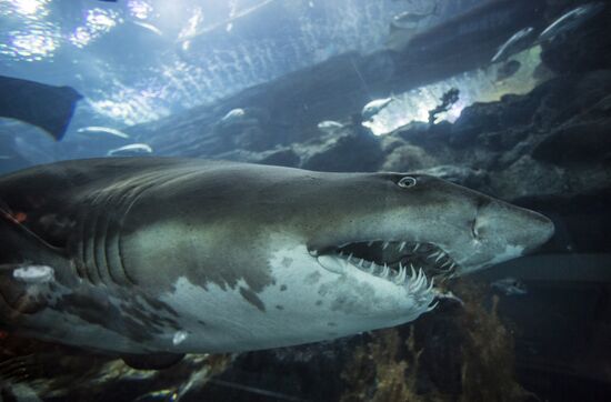 Дубайский Океанариум и подводный зоопарк
