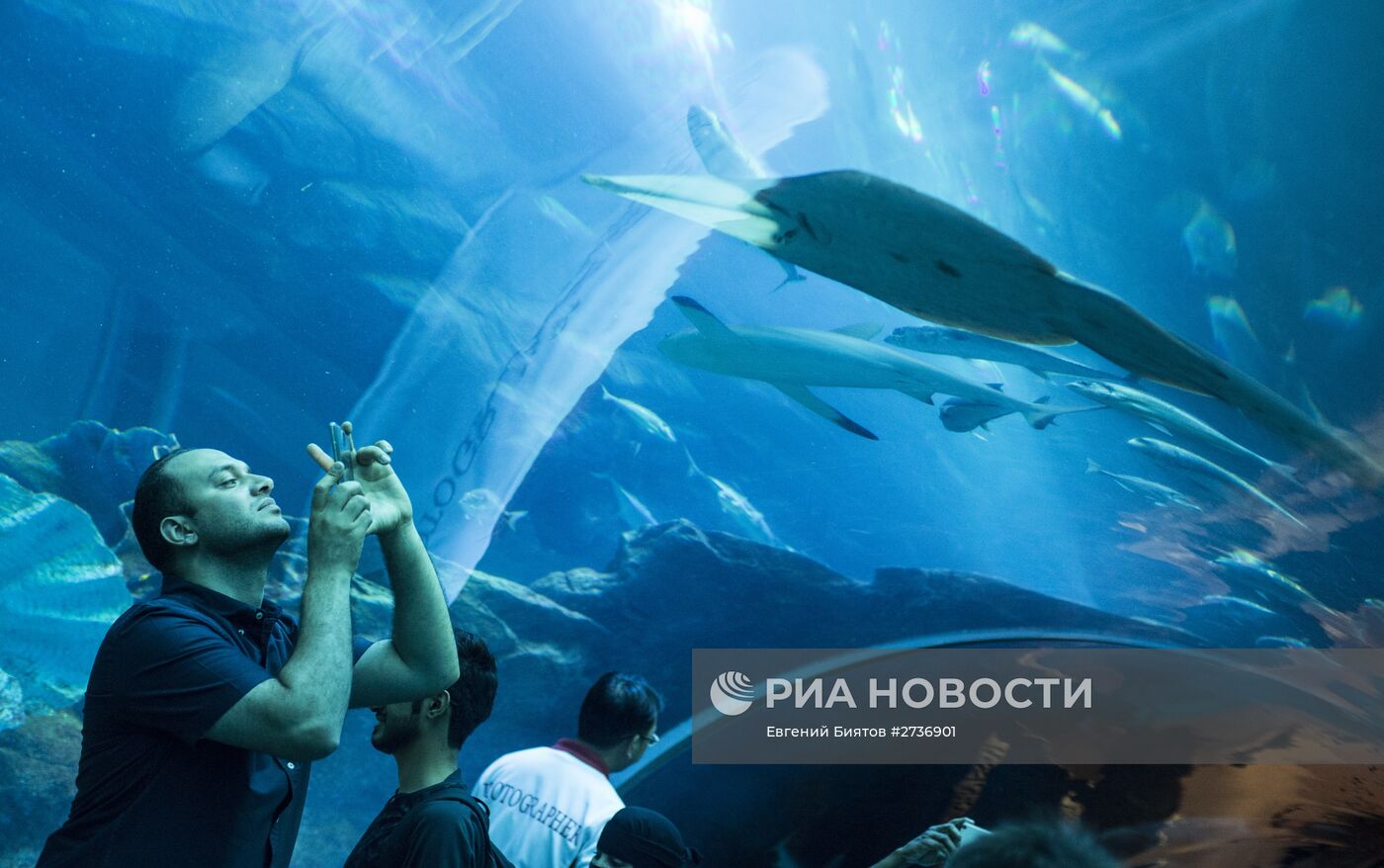 Дубайский Океанариум и подводный зоопарк