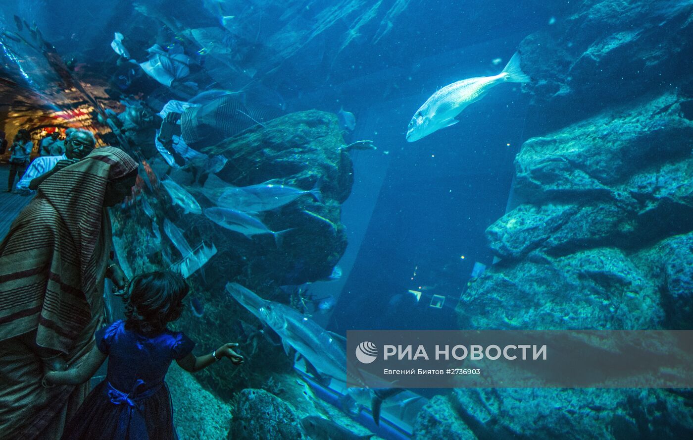 Дубайский Океанариум и подводный зоопарк