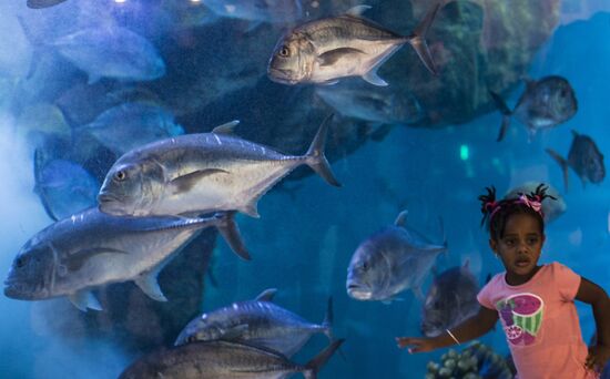 Дубайский Океанариум и подводный зоопарк