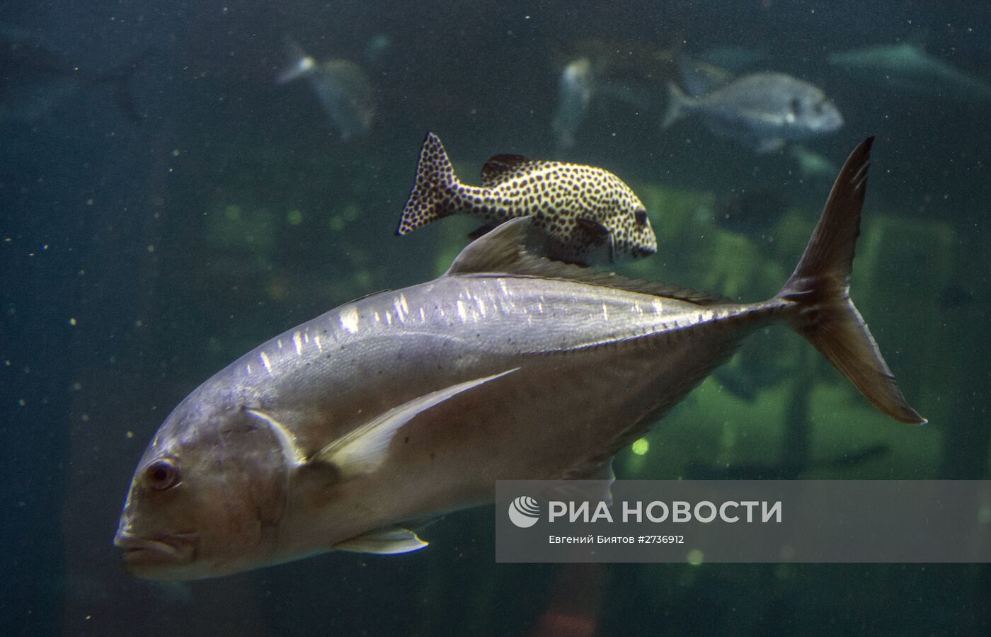 Дубайский Океанариум и подводный зоопарк