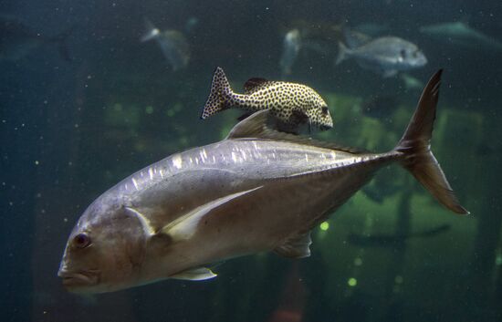 Дубайский Океанариум и подводный зоопарк