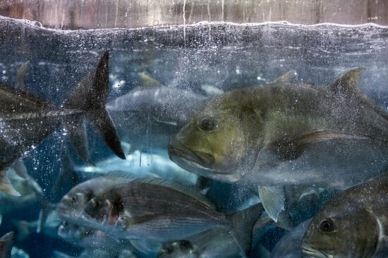 Дубайский Океанариум и подводный зоопарк