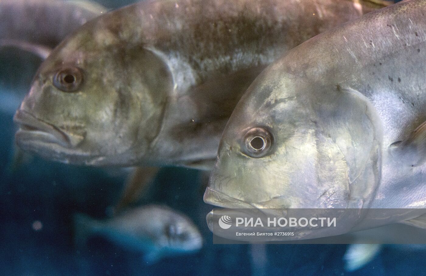 Дубайский Океанариум и подводный зоопарк