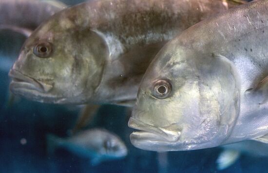 Дубайский Океанариум и подводный зоопарк