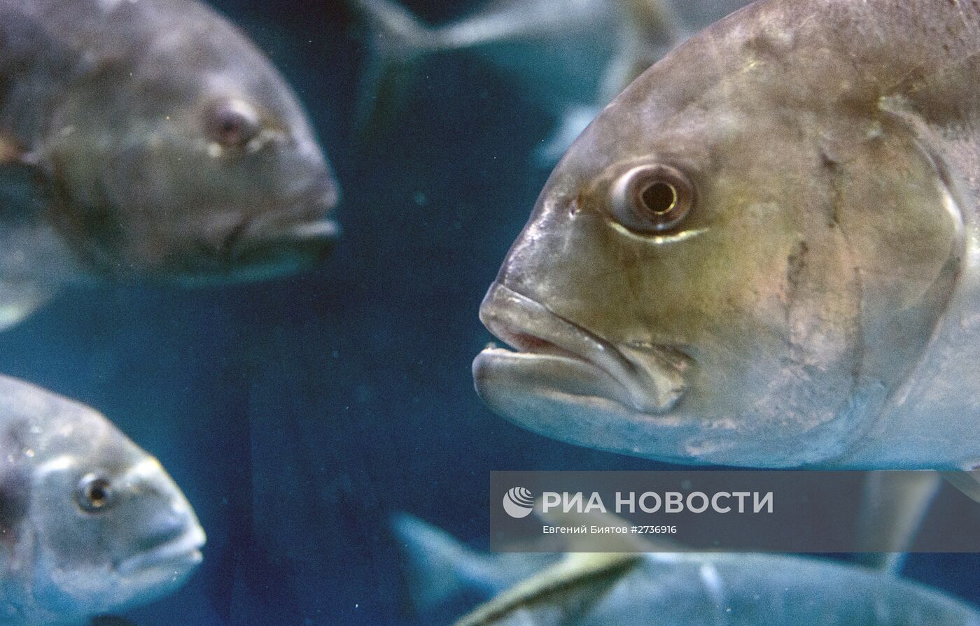 Дубайский Океанариум и подводный зоопарк