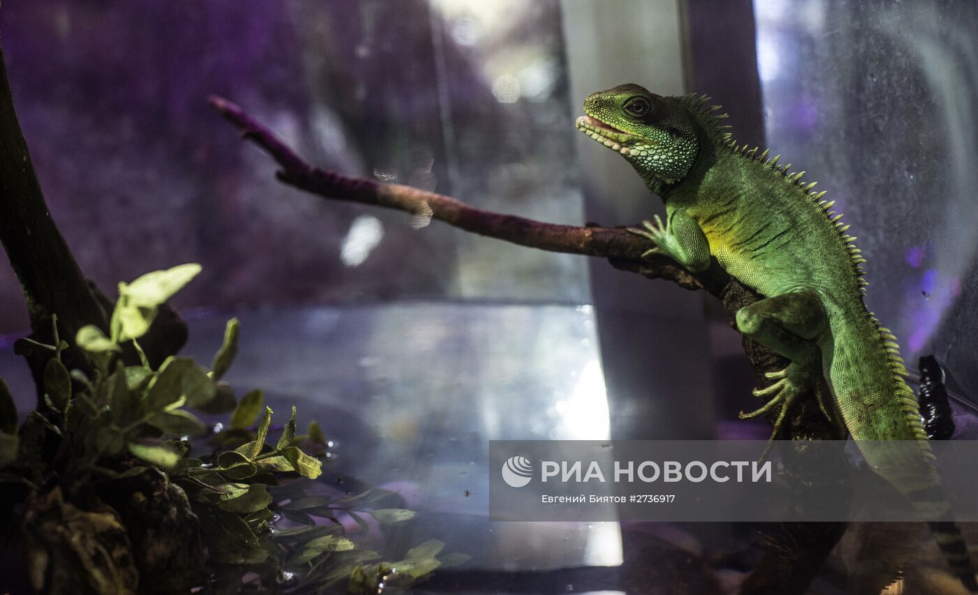 Дубайский Океанариум и подводный зоопарк