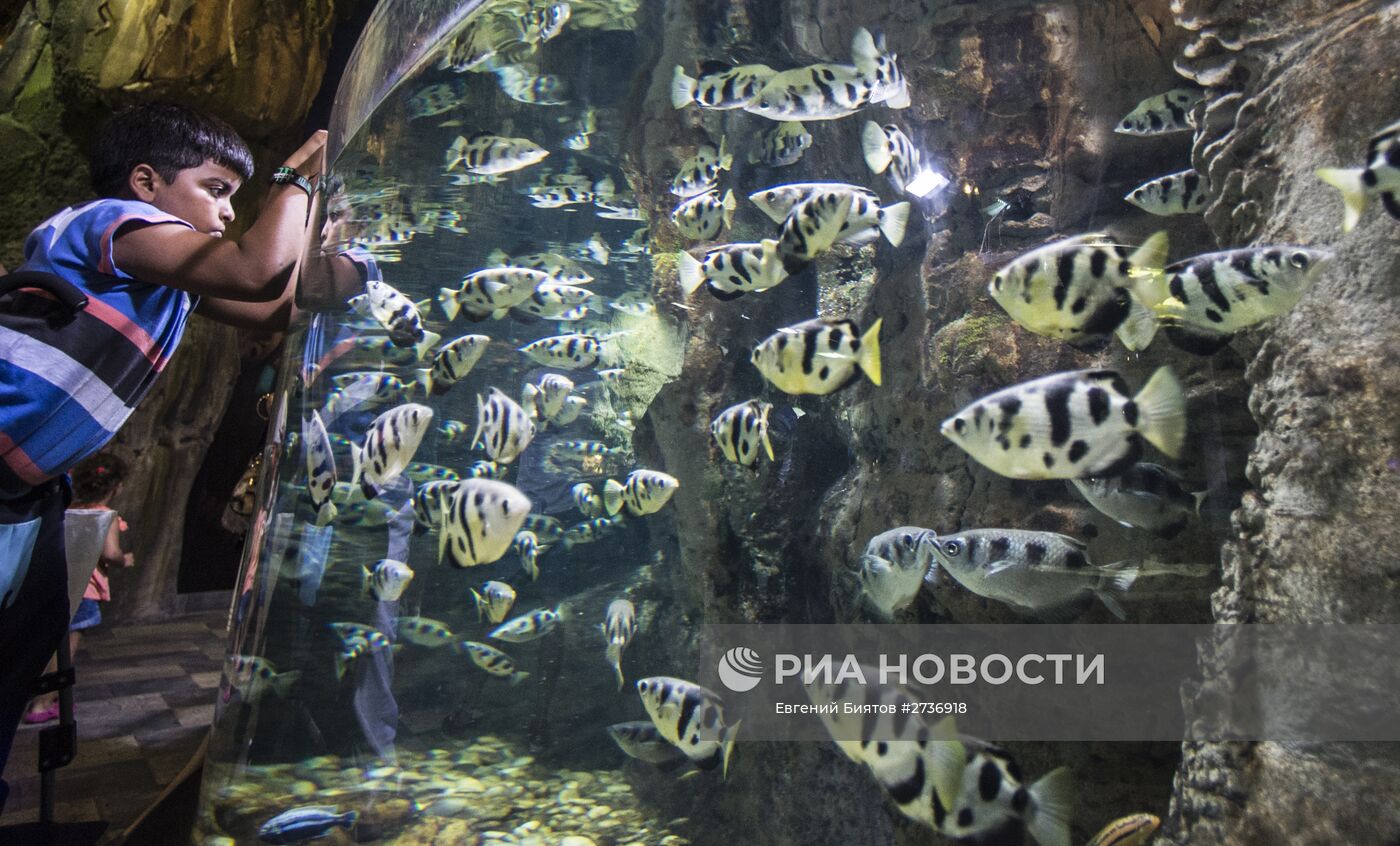 Дубайский Океанариум и подводный зоопарк