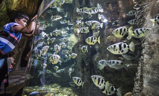 Дубайский Океанариум и подводный зоопарк