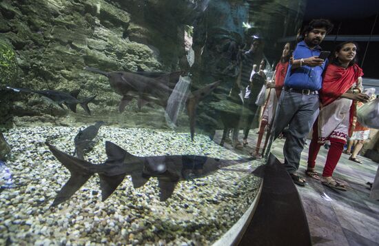 Дубайский Океанариум и подводный зоопарк