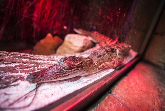 Дубайский Океанариум и подводный зоопарк